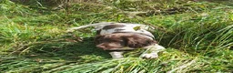 English Springer Spaniel dogs for sale: Gorgeous English Springer Spaniels Puppies - Advert 3