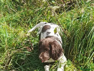 English Springer Spaniel dogs Gorgeous English Springer Spaniels Puppies - Advert 2