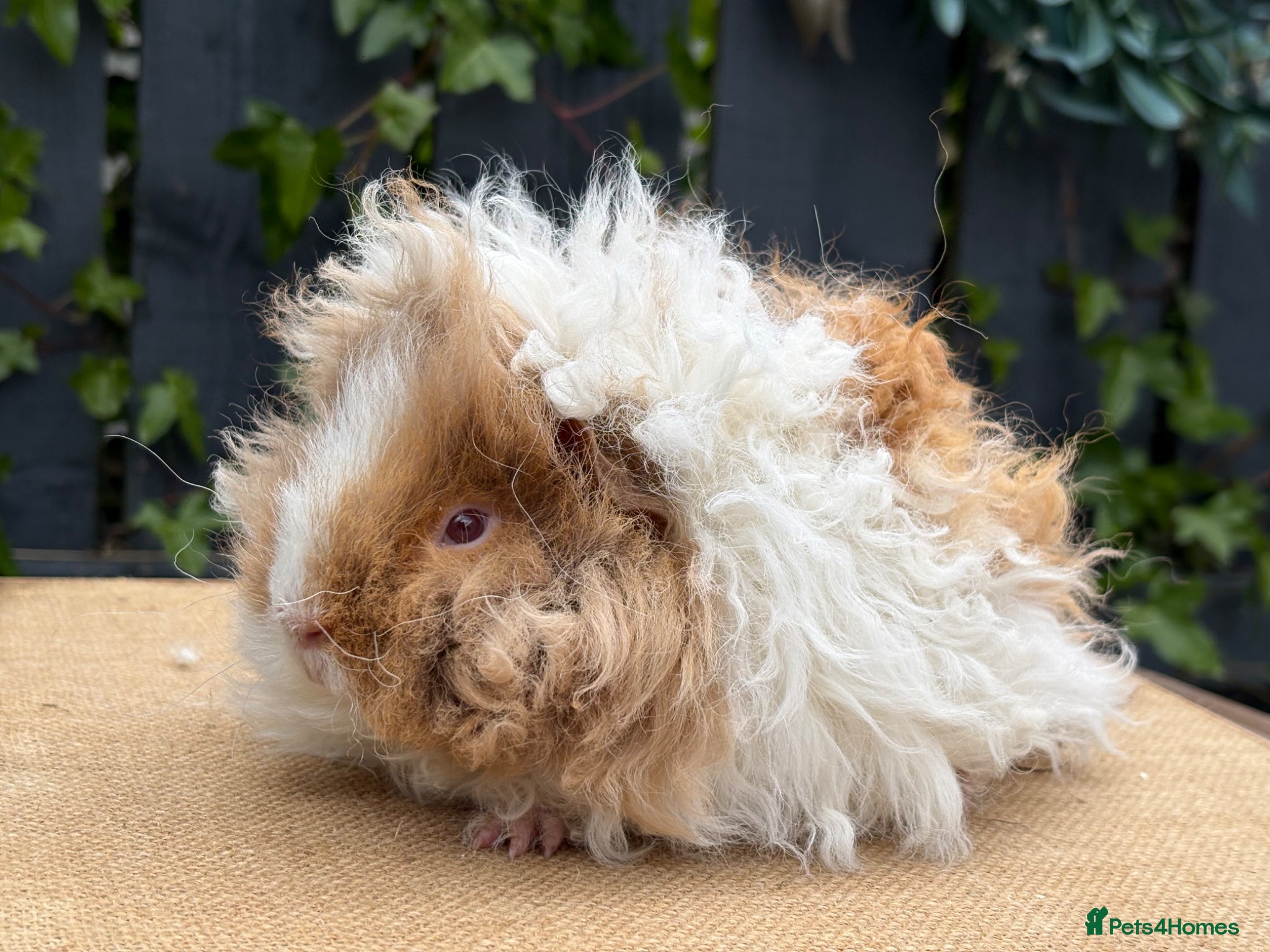 Guinea Pig rodents for sale: Purebred Lunkarya - Advert 16