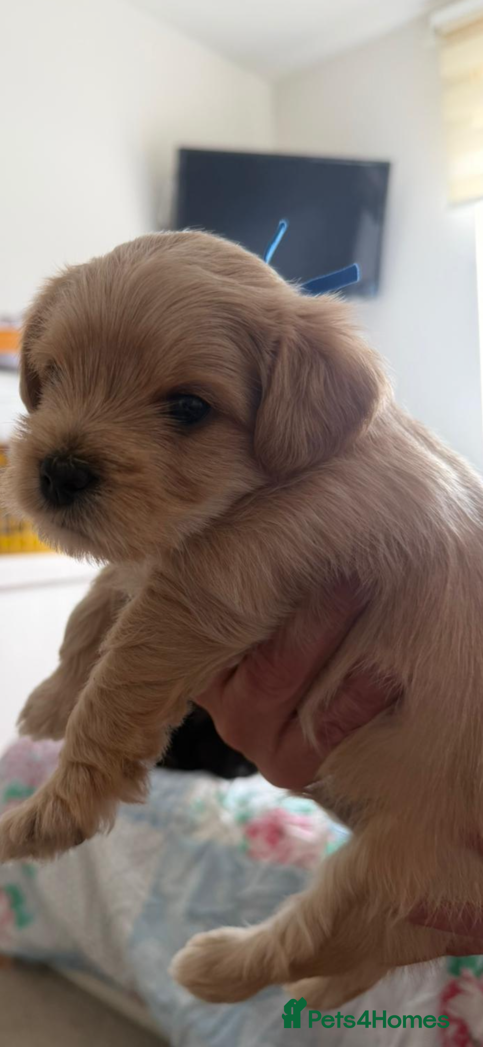 Yorkiepoo dogs Gorgeous Yorkiepoo’s - Advert 3