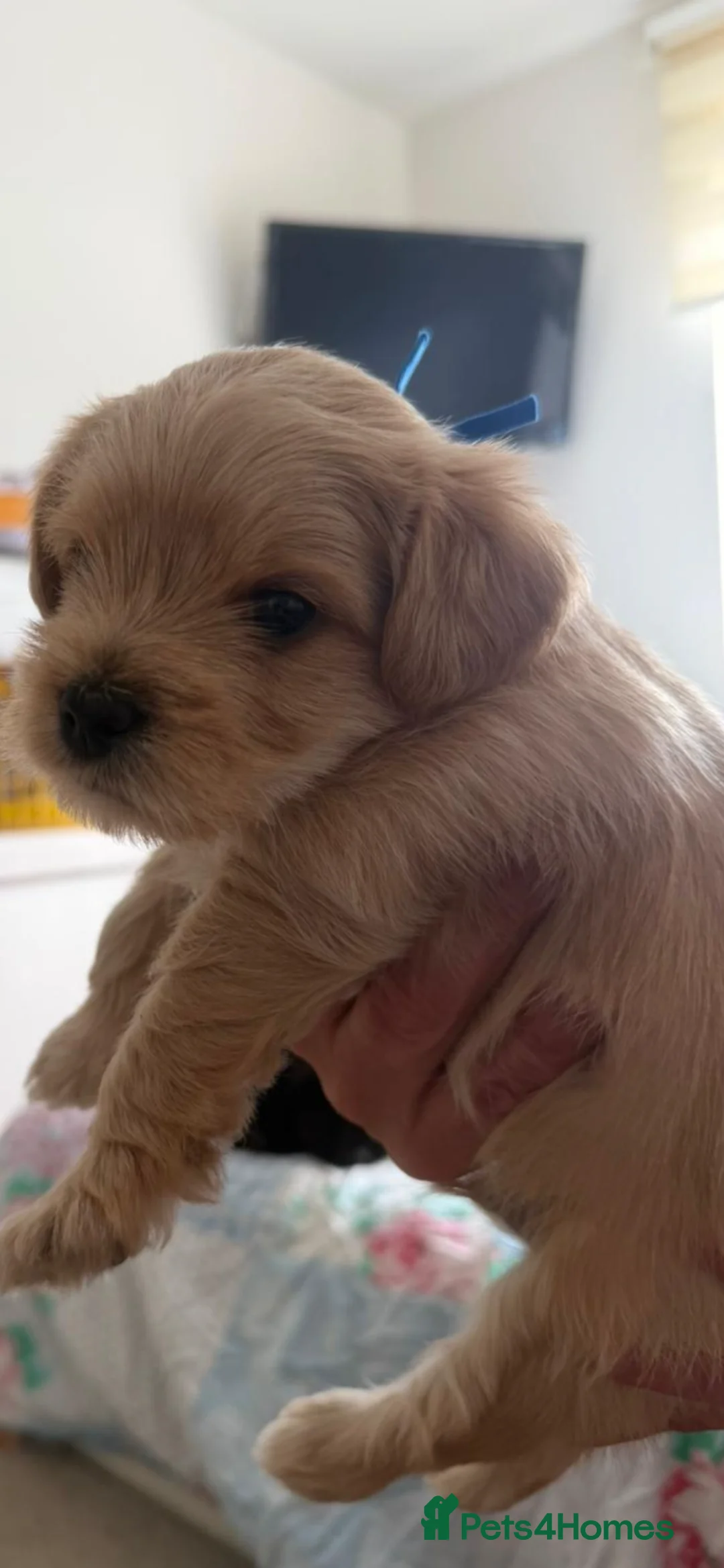 Yorkiepoo dogs for sale: Gorgeous Yorkiepoo’s - Advert 1