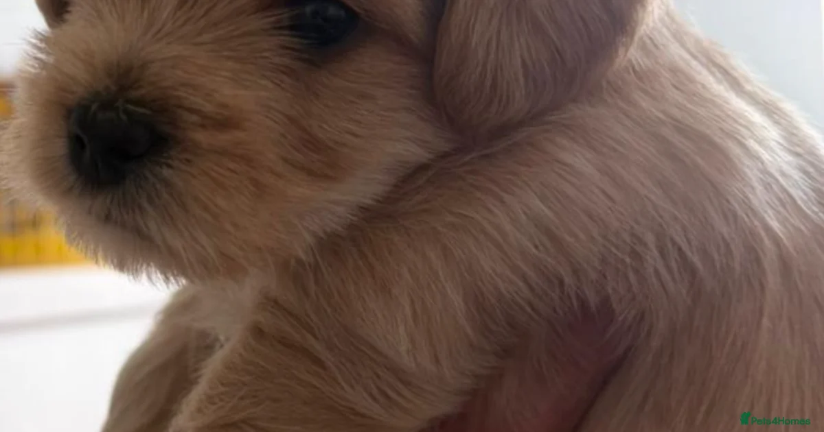 Yorkiepoo Puppies For Sale In Potters Bar Hertfordshire Pets4Homes yorkiepoo-puppies-for-sale-in-potters-bar-hertfordshire-pets4homes