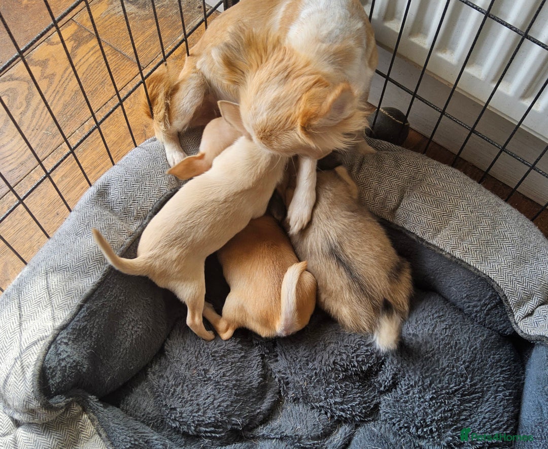 Chihuahua dogs for sale: Adorable Chihuahua Puppies - Image 1