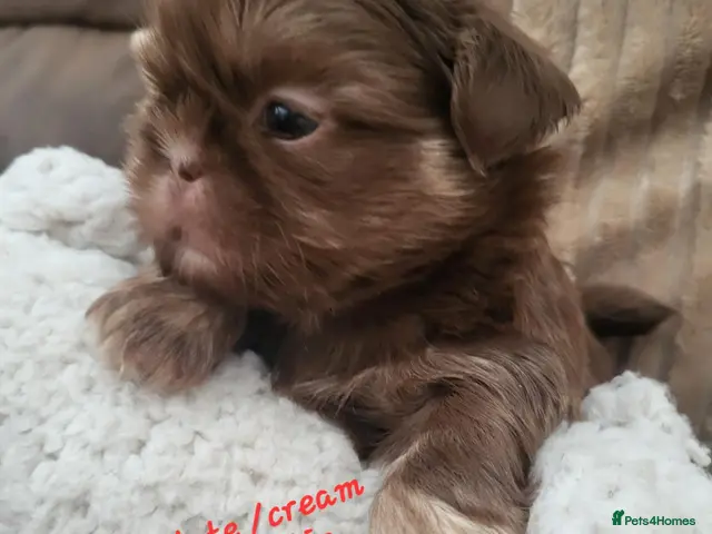 Shih Tzu dogs Quality dobie kc Imperial shih tzu - Advert 13