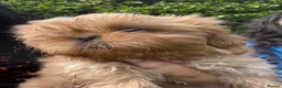 Shih Tzu dogs for sale: Beautiful Shih Tzu Puppies, lovely Temperaments in Port Talbot - Advert 20