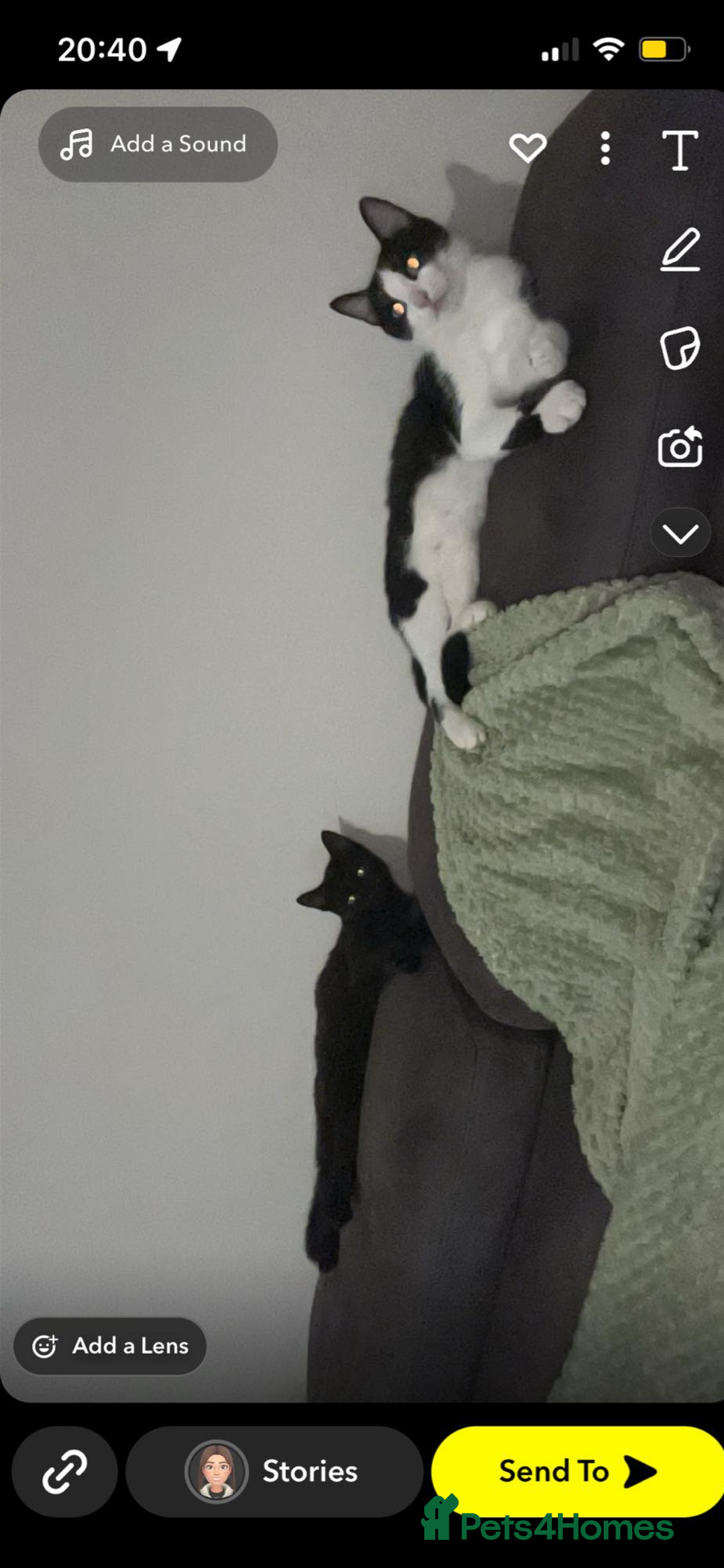 Mixed Breed cats for sale: 1x Black&white female, 1x full black male  - Image 7