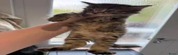 Mixed Breed cats for sale: 5 kittens for sale  - Advert 8