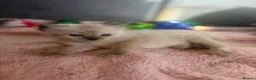 Ragdoll cats for sale: Blue point Ragdoll kittens for sale - Advert 21
