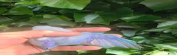 Parrots birds for sale: Celestial parrotlet  in Antrim - Advert 4