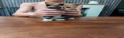 Mixed Breed cats for sale: 3 kittens for sale  in Birmingham - Advert 3