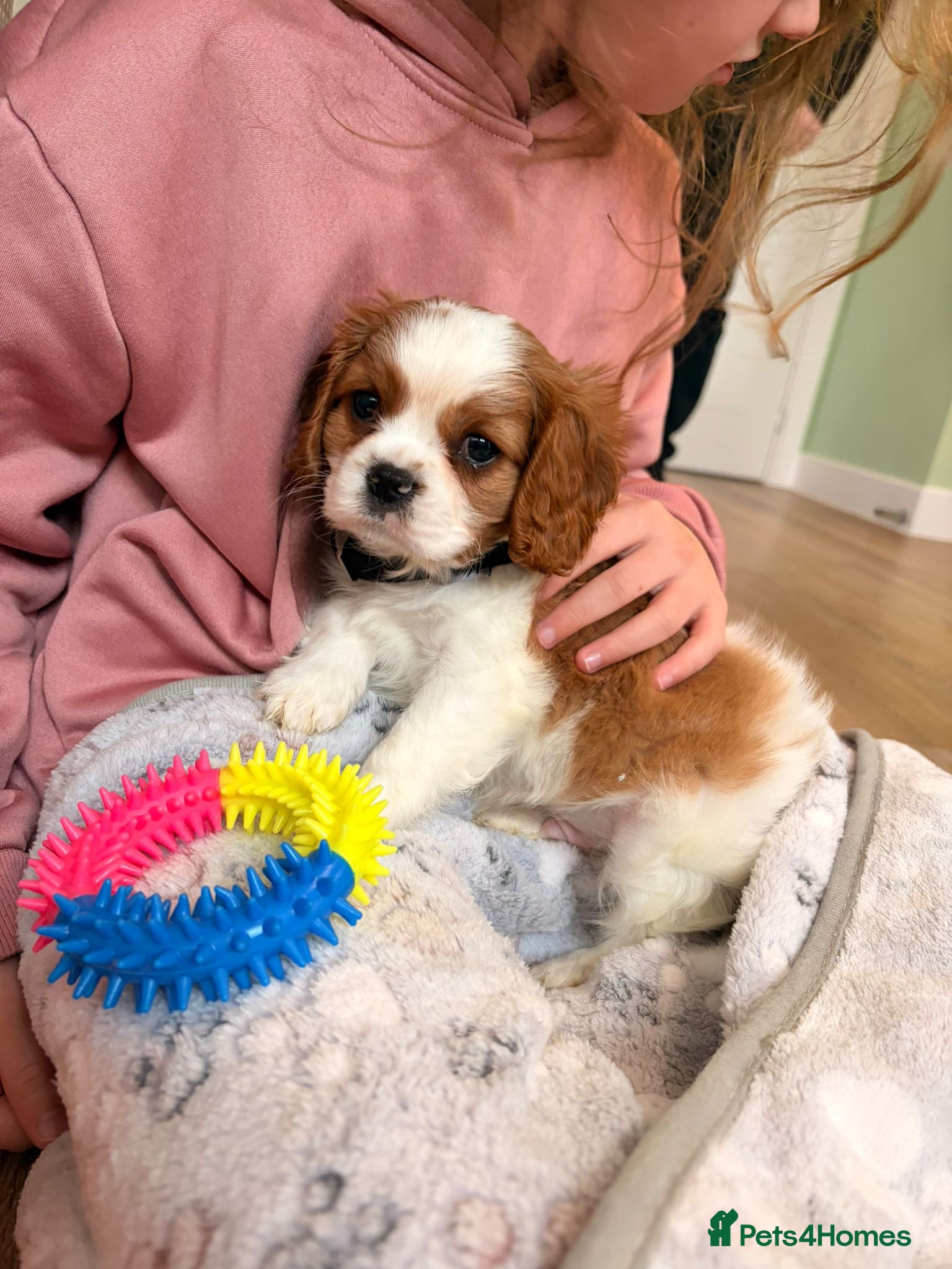 Cavalier King Charles Spaniel dogs Blenheim Cavalier King Charles male pups - Advert 1