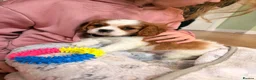Cavalier King Charles Spaniel dogs for sale: KC reg Blenheim Cavalier King Charles pups - Advert 2