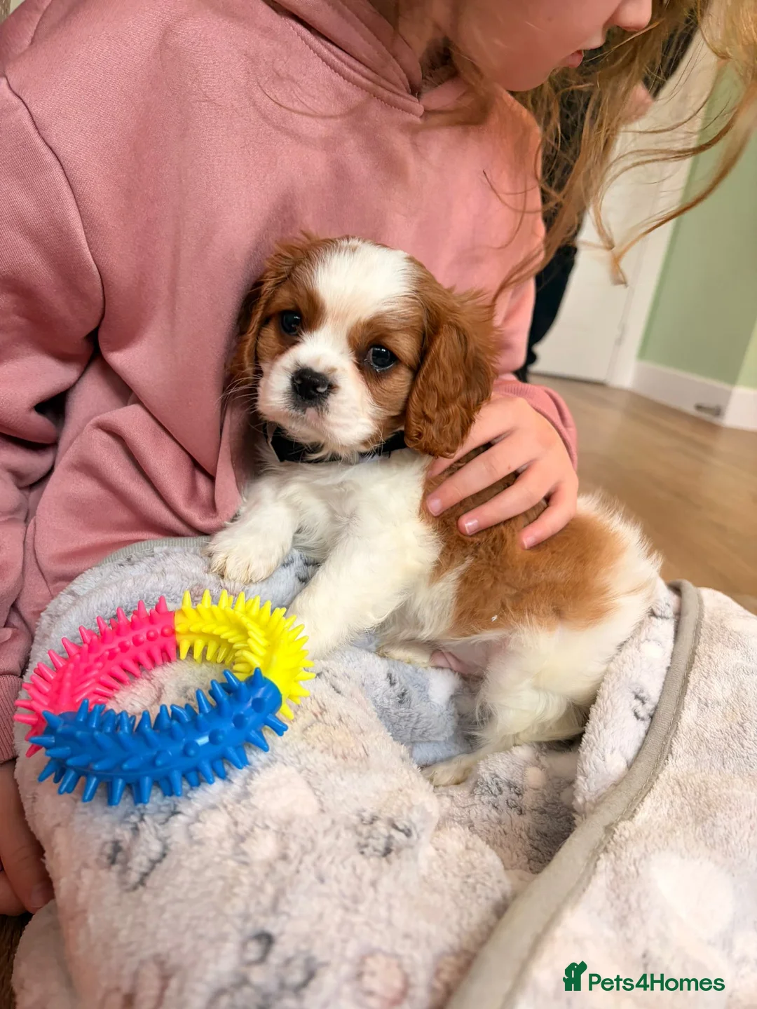 Cavalier King Charles Spaniel dogs for sale: KC reg Blenheim Cavalier King Charles pups - Advert 2