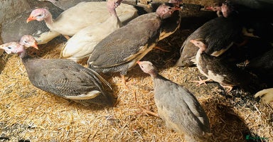Guinea Fowl poultry - Advert 8