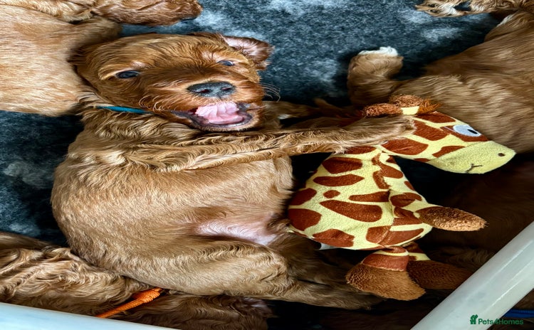 Cockapoo dogs - Advert 15