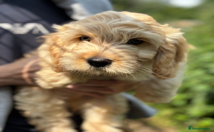 Cockapoo dogs - Advert 1