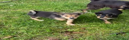 Mixed Breed dogs for sale: Collie x puppies - Advert 6