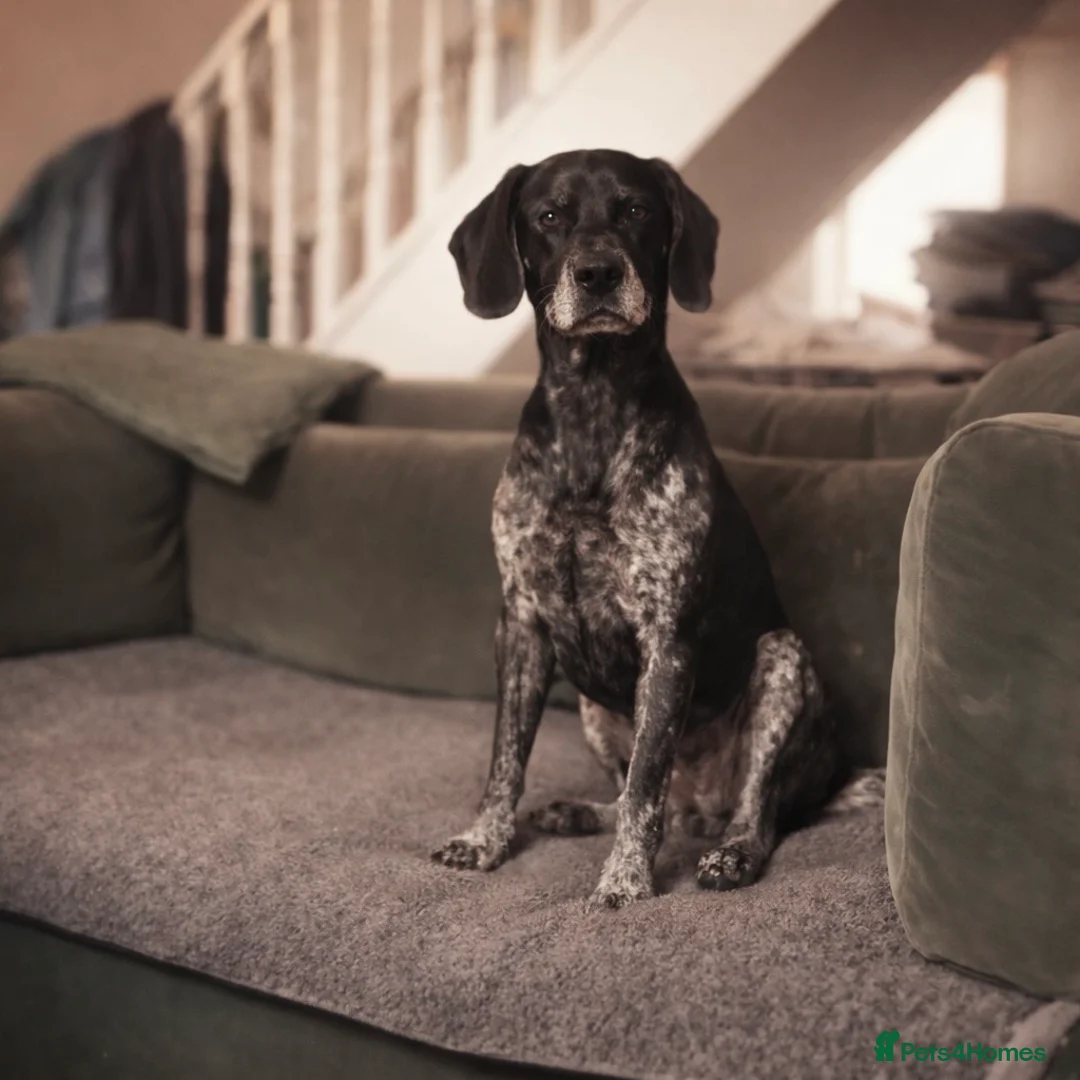 Pointer dogs for adoption: Felix , affectionate and loyal to his people. in London - Advert 2