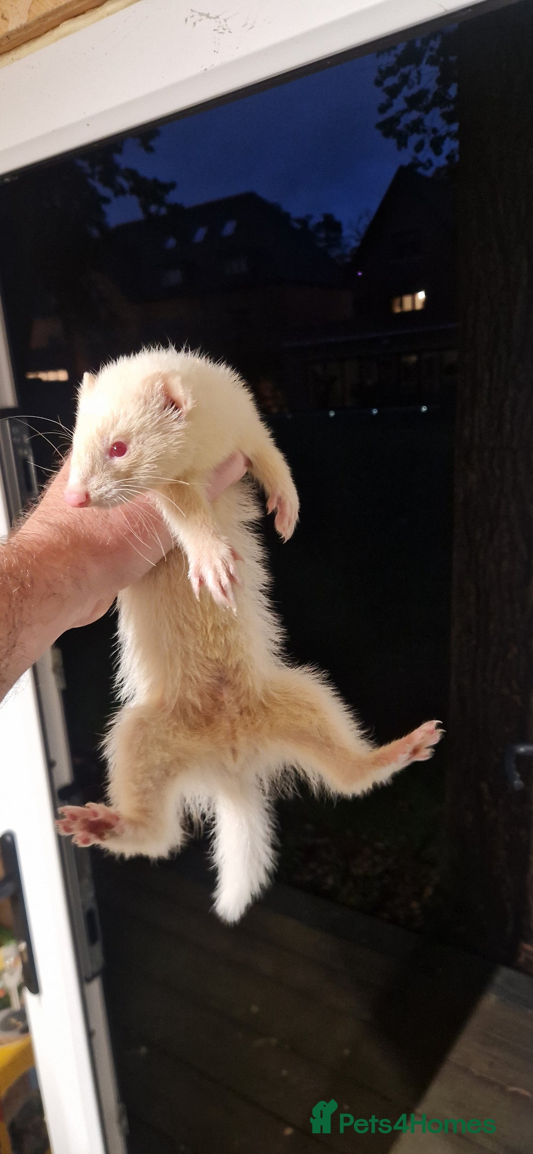 Ferret rodents for sale: Ferrets kits for sale - Image 1