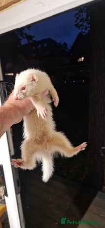 Ferret rodents - Advert 11