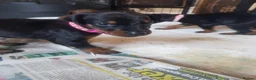 Dobermann dogs for sale: Adorable Doberman puppies  - Advert 30