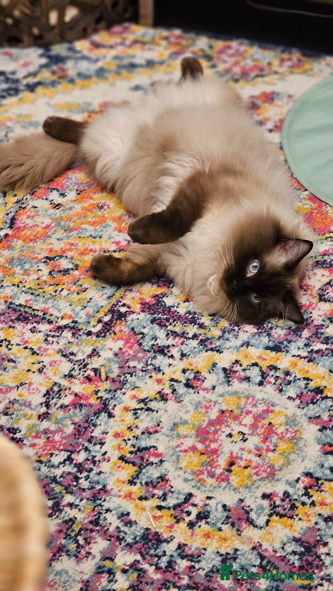 Ragdoll cats GCCF Registered Male ragdoll 3y - Advert 2