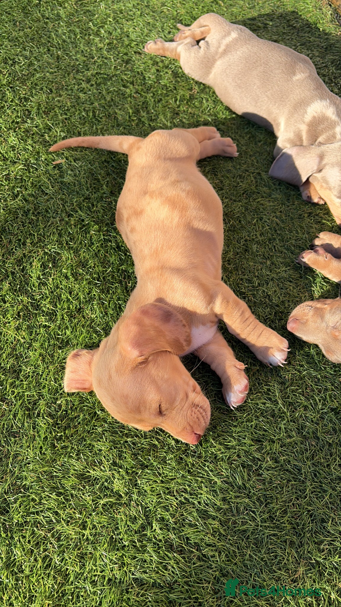 Miniature Dachshund dogs KC Registered! READY TO LEAVE TODAY!   - Advert 15