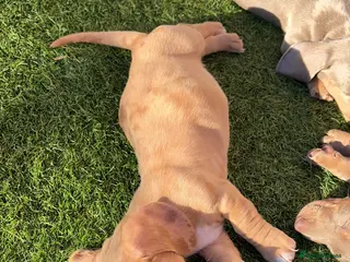 Miniature Dachshund dogs KC Registered! READY TO LEAVE TODAY! - Advert 15