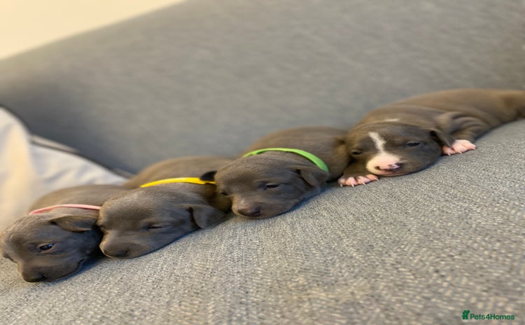 Italian Greyhound dogs - Advert 1