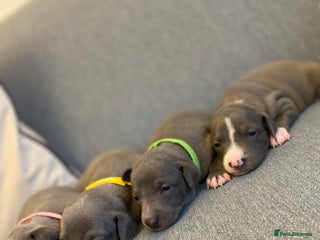 Italian Greyhound dogs - Advert 1