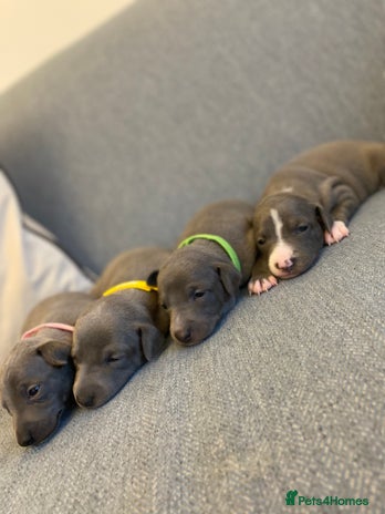 Italian Greyhound dogs - Advert 7