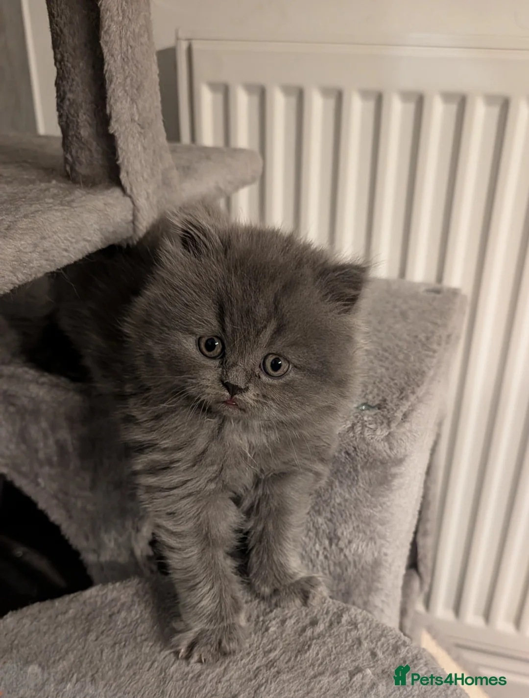 British Shorthair cats for sale: British Shorthair Kittens – Fluffy & Adorable! - Advert 6