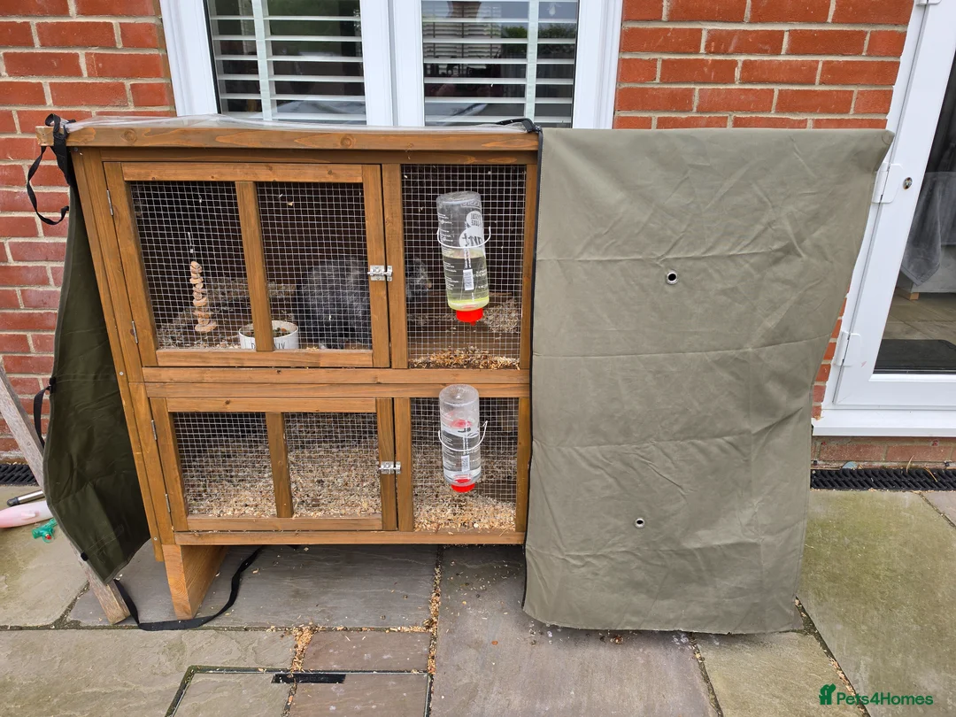 Mini Lop rabbits for sale: 2 Mini Lop Bunnies - Advert 1