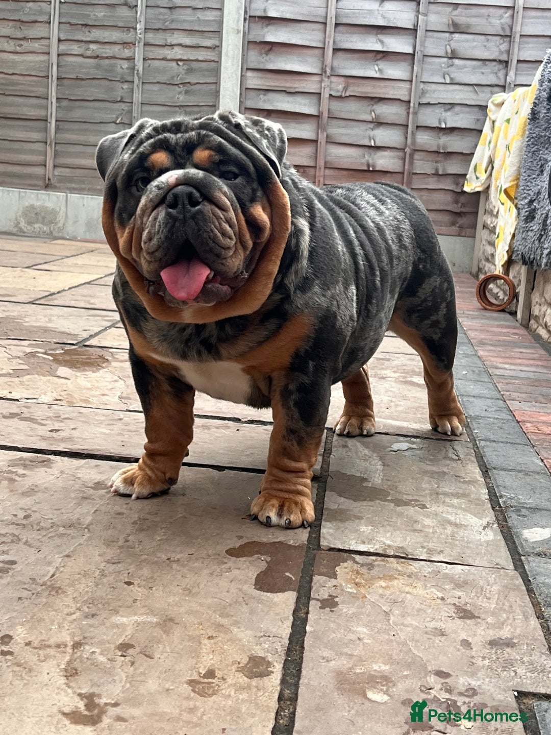 English Bulldog dogs for stud: Blue, Lilac & Tan Merle British Bulldog |STUD ONLY - Advert 2