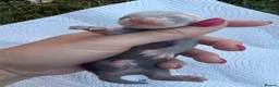 Ferret rodents for sale: Pedigree Full and Semi Angora Kits  - Advert 6