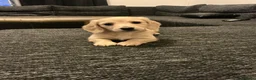 Miniature Dachshund dogs for sale: Cream long haired mini dachshund puppies - Advert 3