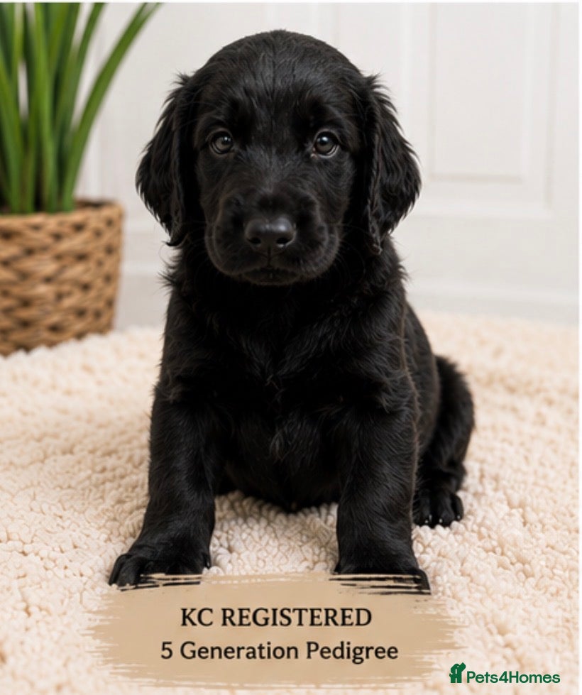 Flat coated Retriever dogs KC Registered Flat Coated Retriever Puppies 🐾 - Advert 11