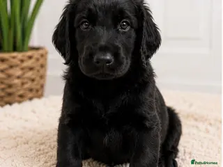 Flat coated Retriever dogs KC Registered Flat Coated Retriever Puppies 🐾 - Advert 11