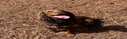 Cocker Spaniel dogs for sale: Beautiful working cocker spaniel puppies in Pontypool - Advert 5