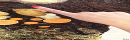 Snails invertebrates for sale: Two Albino Jadatzi Giant African Land Snails  - Advert 3