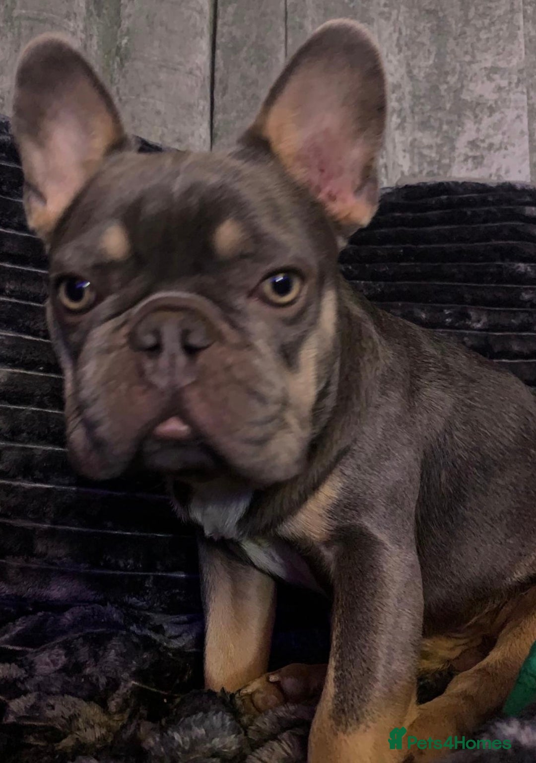 French Bulldog dogs for sale: French bulldog puppies  - Advert 13