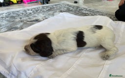Cocker Spaniel dogs for sale: Healthy puppies - Image 14