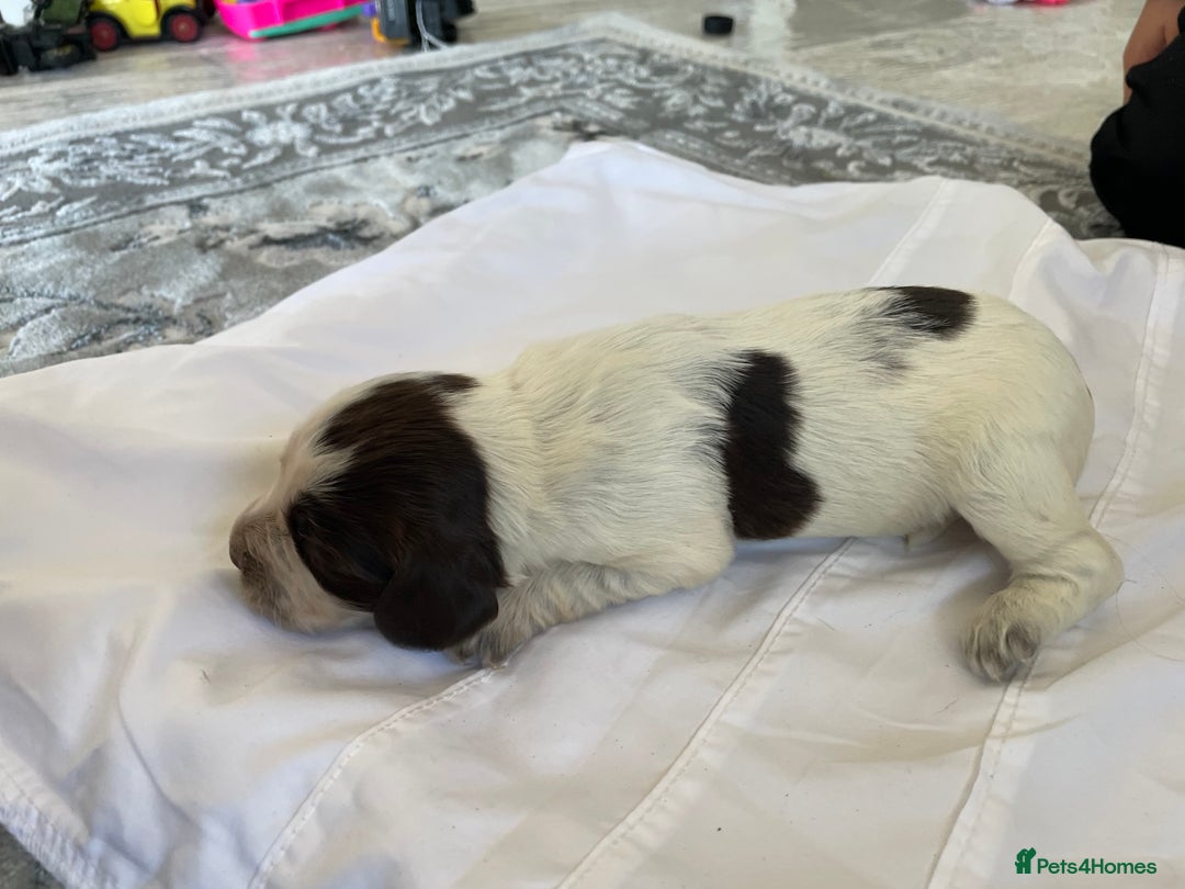 Cocker Spaniel dogs for sale: Healthy puppies - Image 14