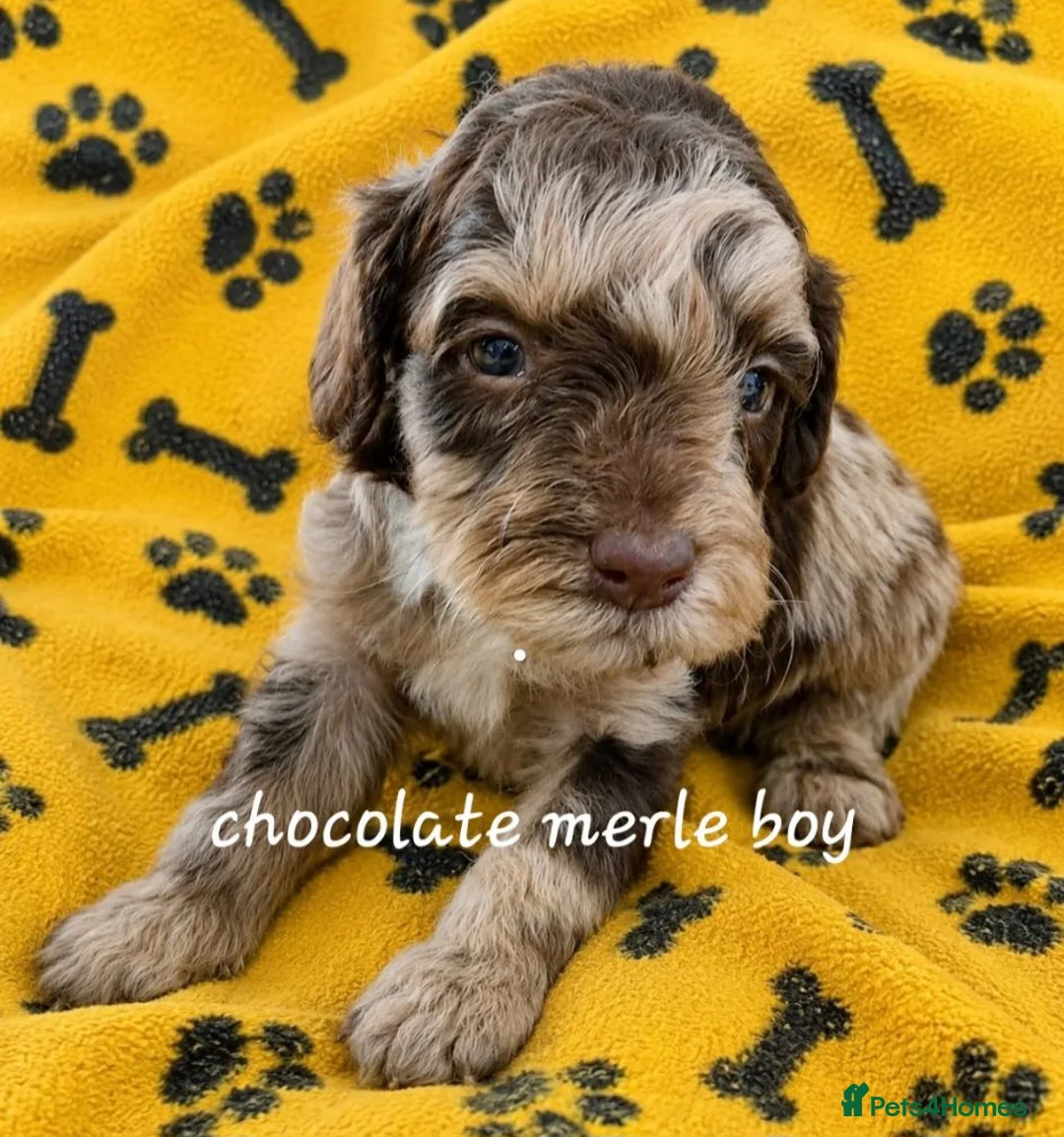 Cockapoo dogs for sale: F2 Cockapoo Puppies  PRA CLEAR - Advert 2