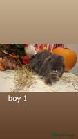 Mini Lop rabbits - Advert 3