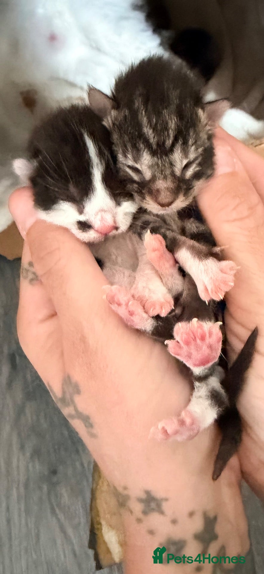 Mixed Breed cats for sale: Two little boys looking for their forever homes - Advert 3