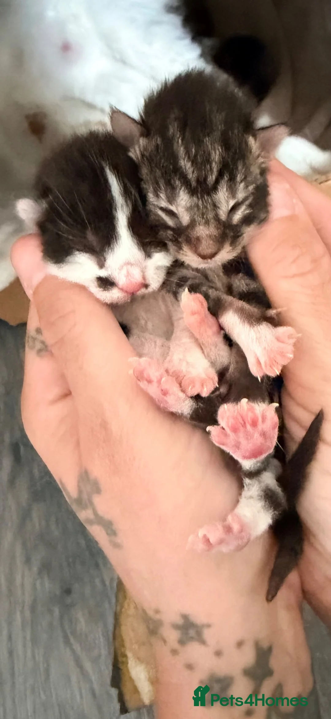 Mixed Breed cats for sale: Two little boys looking for their forever homes - Advert 1