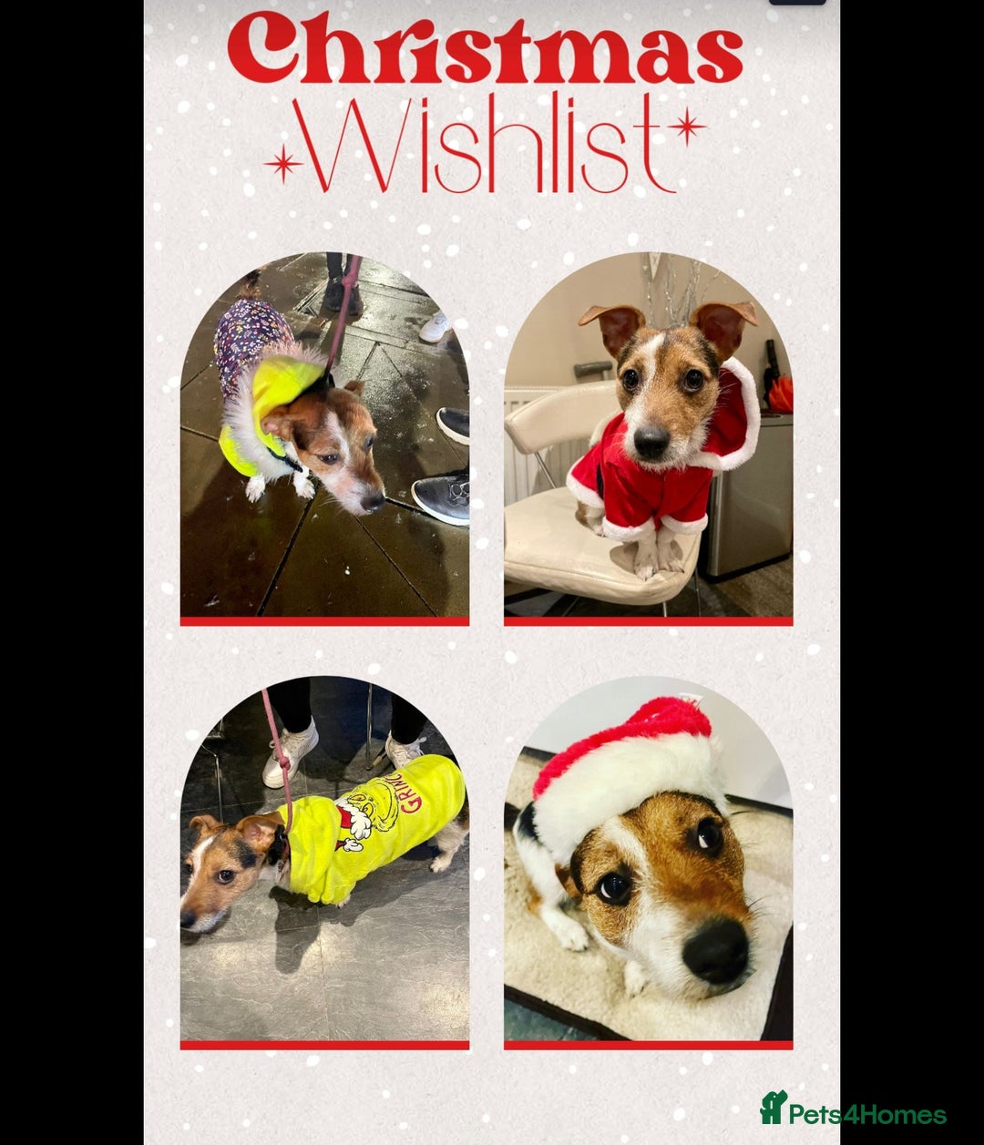 Jack Russell dogs for sale: Jack Russell puppies tri colour  - Advert 26