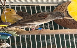 Canaries birds for sale: To sale :Canary &zebra finch  - Image 4