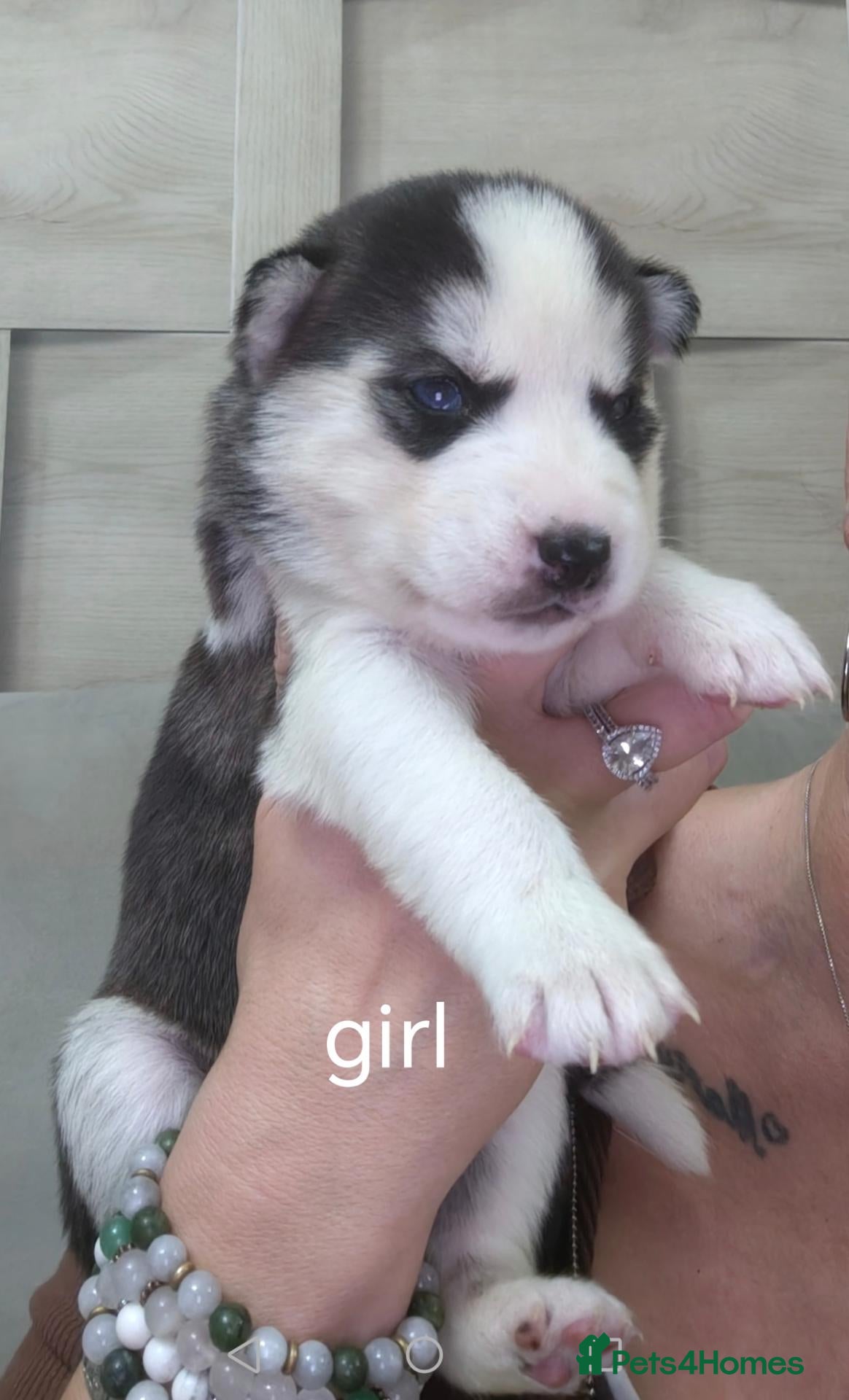 Siberian Husky dogs for sale: Beautiful blue eye husky pup 5 left!!  - Advert 2